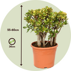 Arbore de jad - Crassula ovata 'Sunset' - Înălţime 55-60cm - ⌀30cm