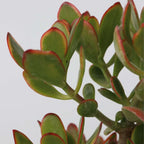 Arbore de jad - Crassula ovata 'Sunset' - Înălţime 55-60cm - ⌀30cm
