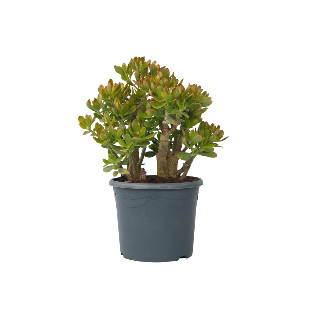 Arbore de jad - Crassula ovata 'Sunset' - Înălţime 55-60cm - ⌀30cm