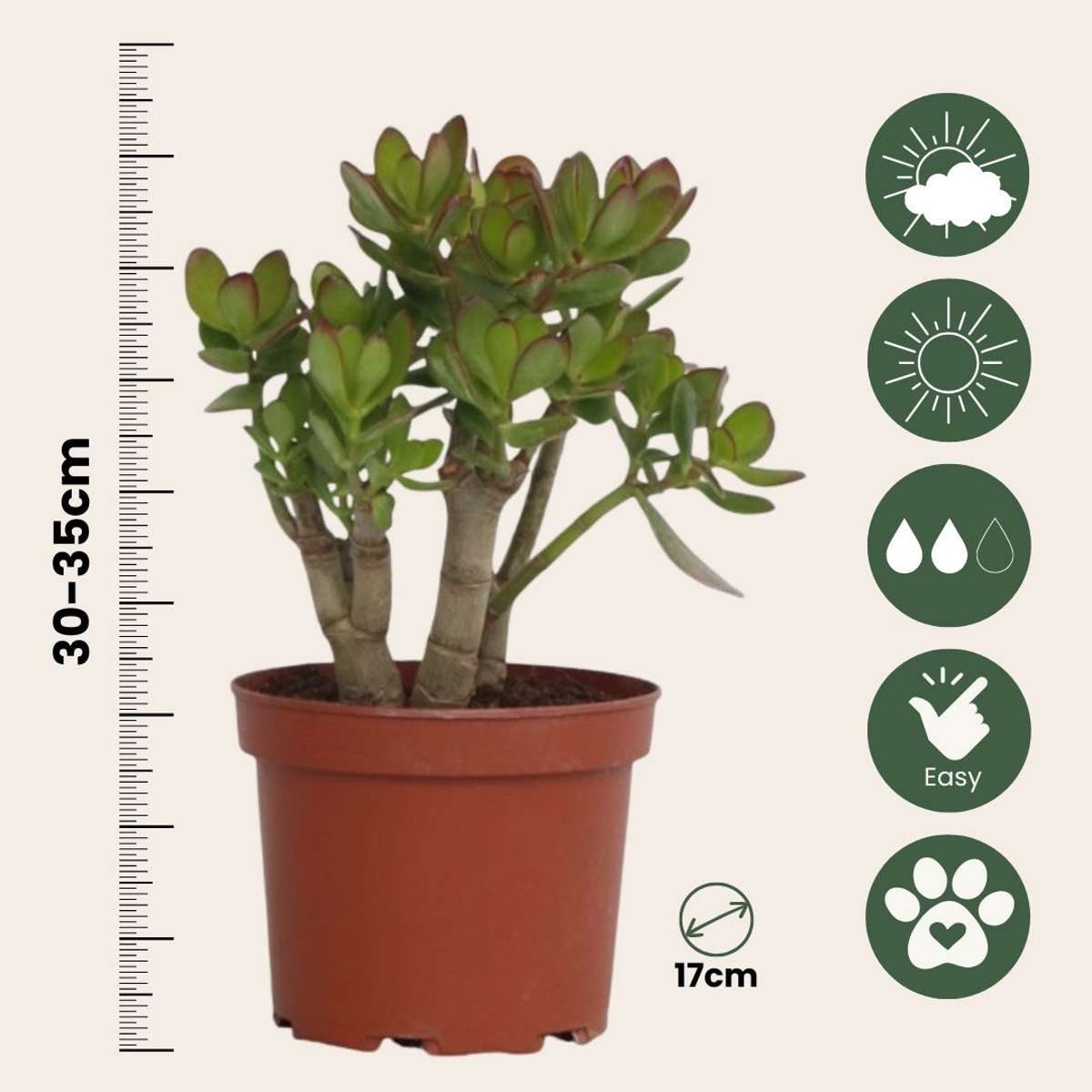 Arbore de jad - Crassula ovata 'Minor' - Înălţime 30-35cm - ⌀17cm