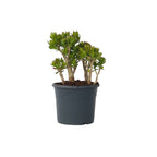 Arbore de jad - Crassula ovata 'Minor' - Înălţime 60-65cm - ⌀30cm