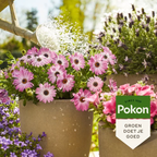 Pokon îngrășământ lichid pentru plante de terasă și balcon – 500 ml