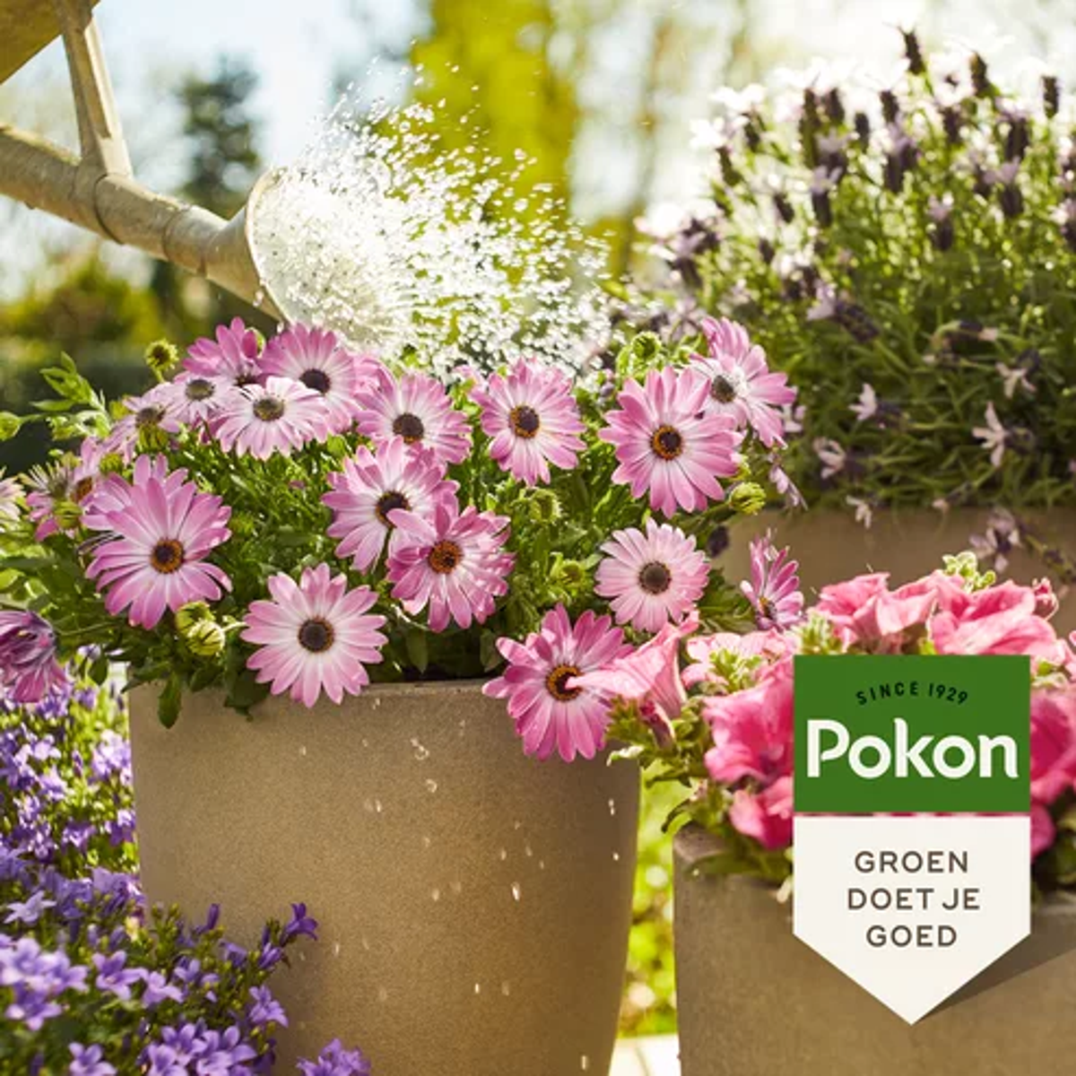 Pokon îngrășământ lichid pentru plante de terasă și balcon – 500 ml