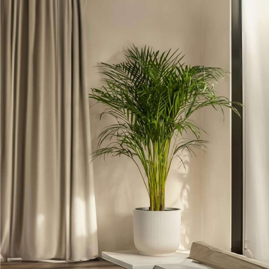 Palmier Kentia - Howea forsteriana - Înălţime 130-140cm - ⌀21cm