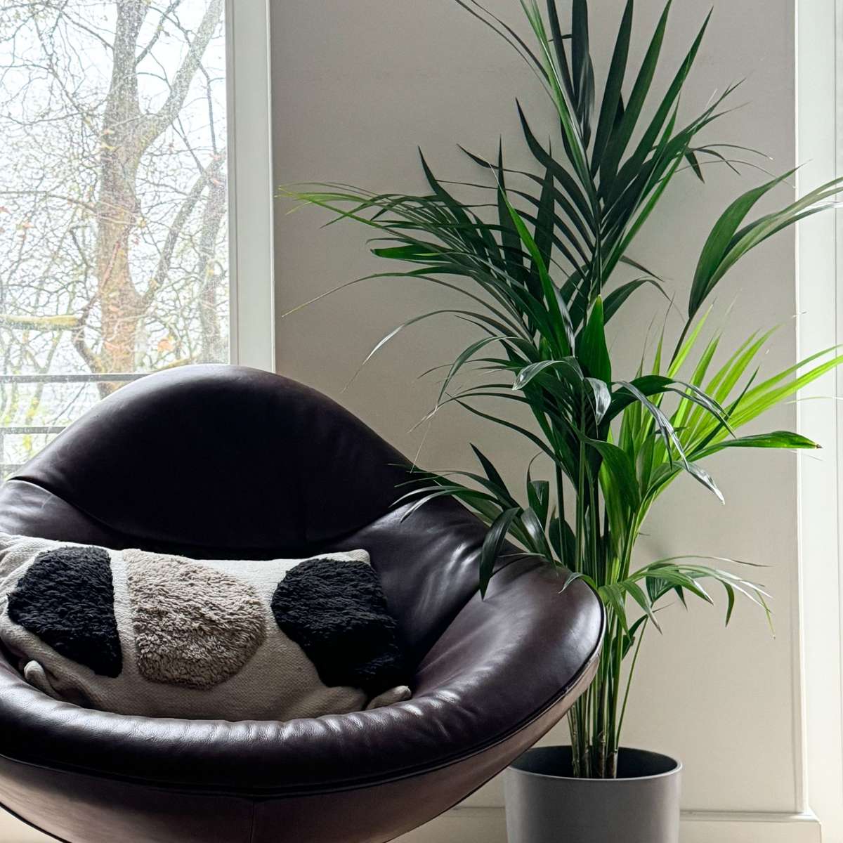 Palmier Kentia - Howea forsteriana - Înălţime 130-140cm - ⌀21cm