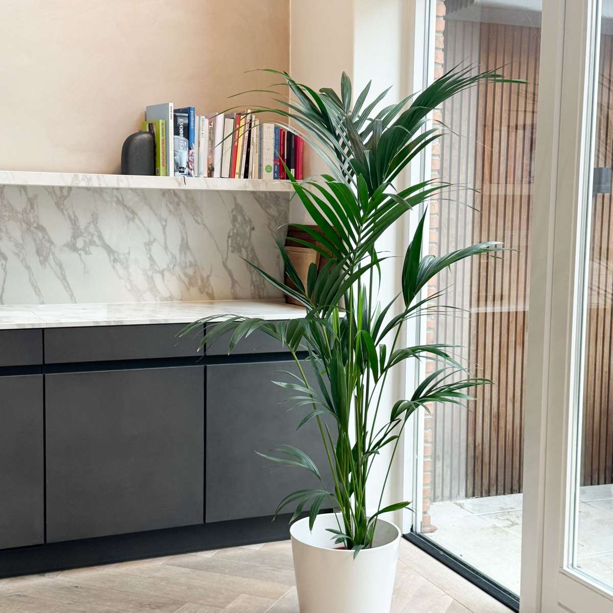 Palmier Kentia - Howea forsteriana - Înălţime 130-140cm - ⌀21cm