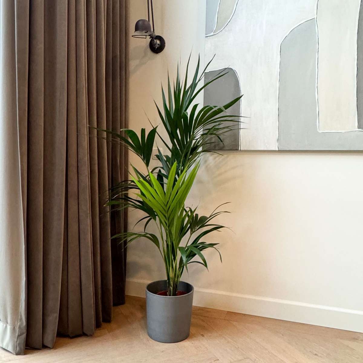 Palmier Kentia - Howea forsteriana - Înălţime 130-140cm - ⌀21cm