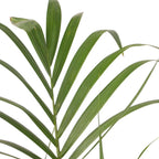 Palmier Kentia - Howea forsteriana - Înălţime 130-140cm - ⌀21cm