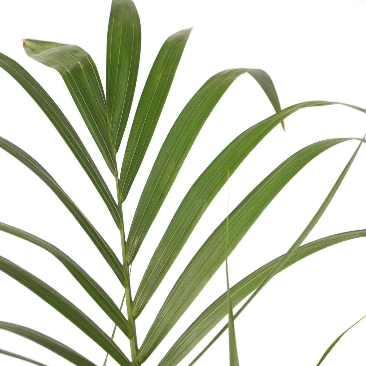 Palmier Kentia - Howea forsteriana - Înălţime 130-140cm - ⌀21cm