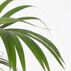 Palmier Kentia - Howea forsteriana - Înălţime 130-140cm - ⌀21cm