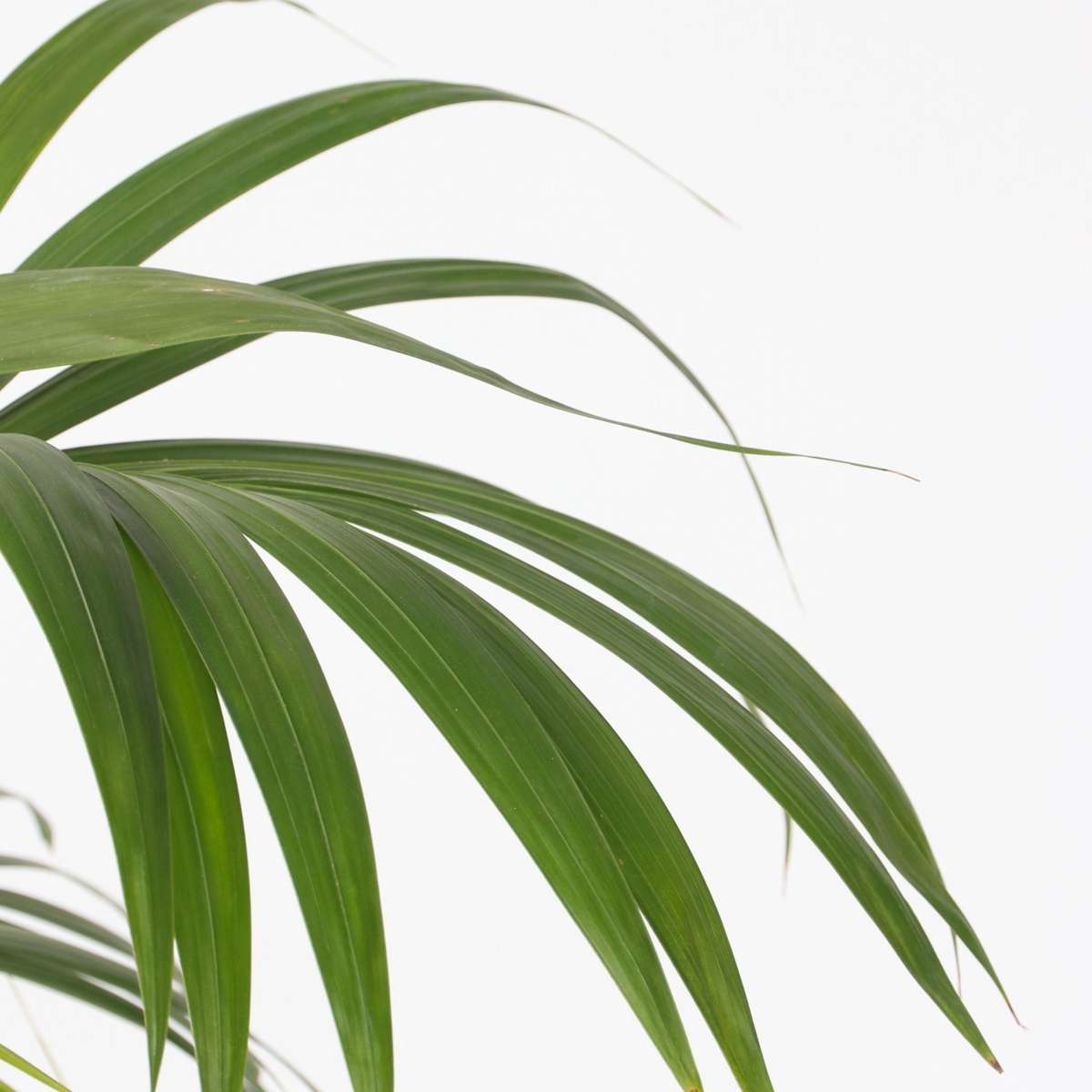 Palmier Kentia - Howea forsteriana - Înălţime 130-140cm - ⌀21cm