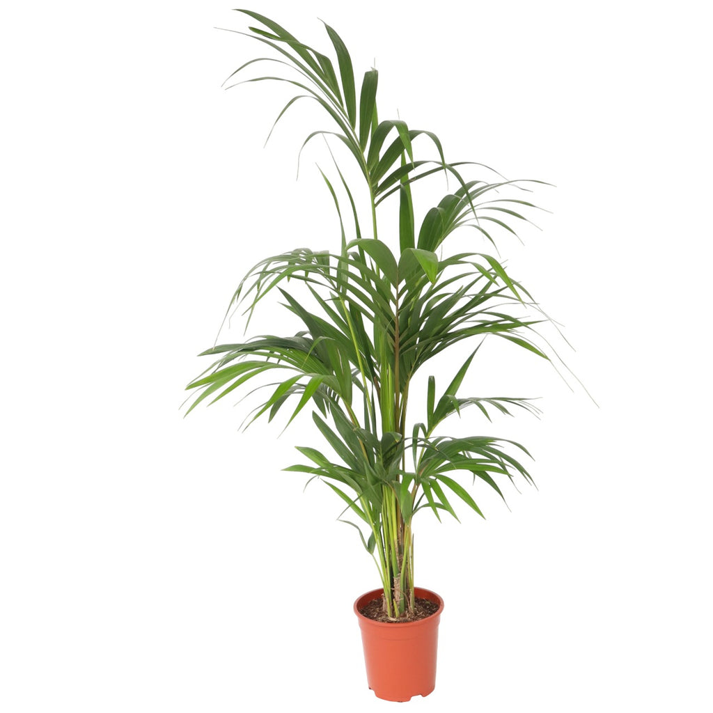 Palmier Kentia - Howea forsteriana - Înălţime 130-140cm - ⌀21cm