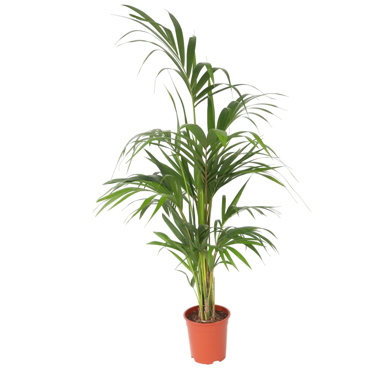 Palmier Kentia - Howea forsteriana - Înălţime 130-140cm - ⌀21cm