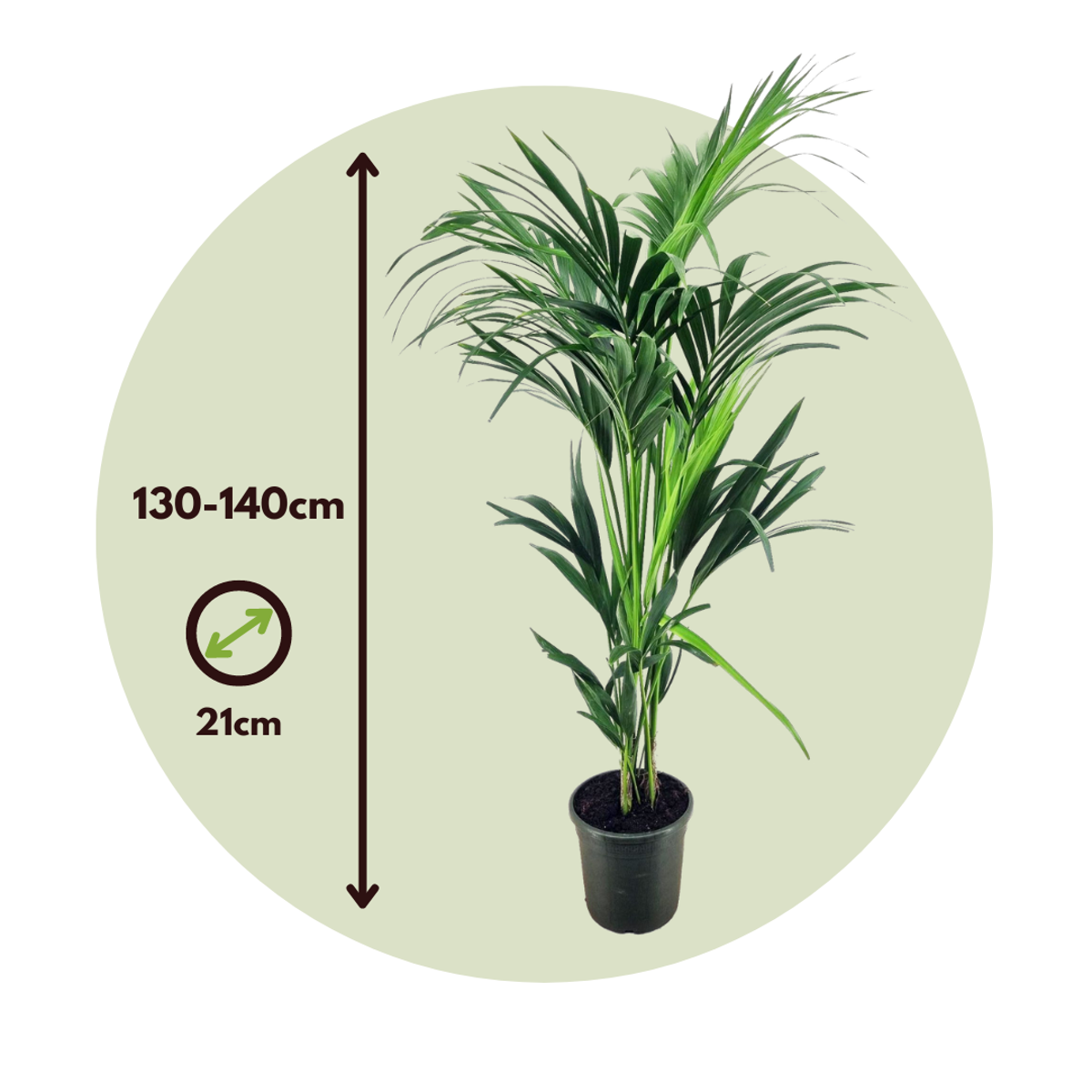 Palmier Kentia - Howea forsteriana - Înălţime 130-140cm - ⌀21cm
