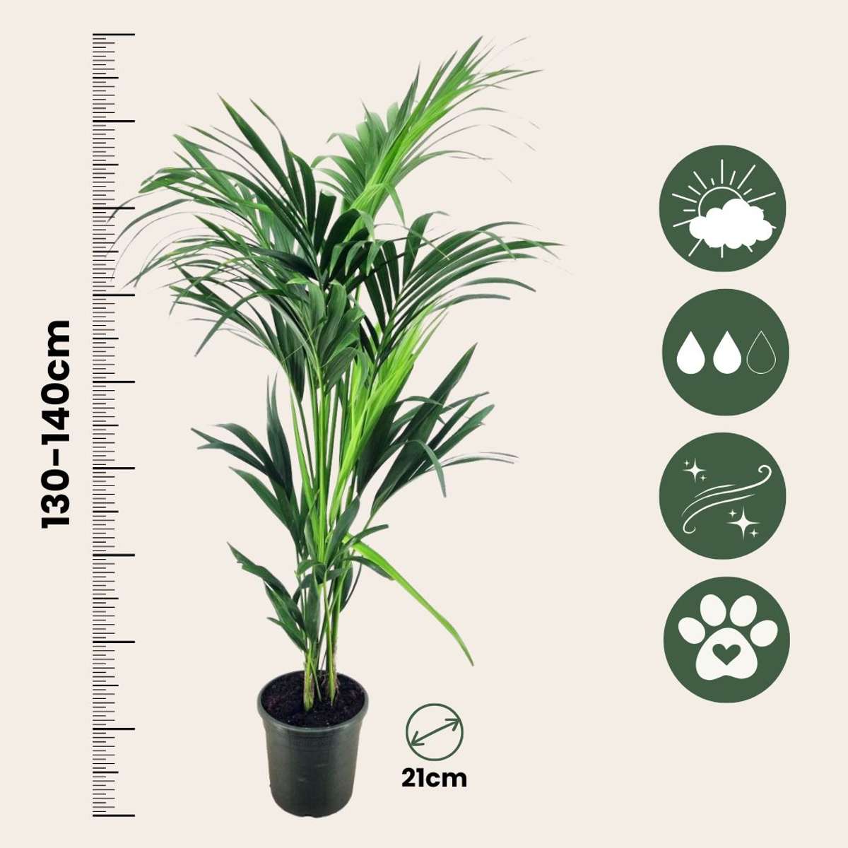 Palmier Kentia - Howea forsteriana - Înălţime 130-140cm - ⌀21cm