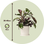 Calatea - 2 buc - Calathea Lietzei 'White Fusion' - Înălţime 30-40cm - ⌀14cm