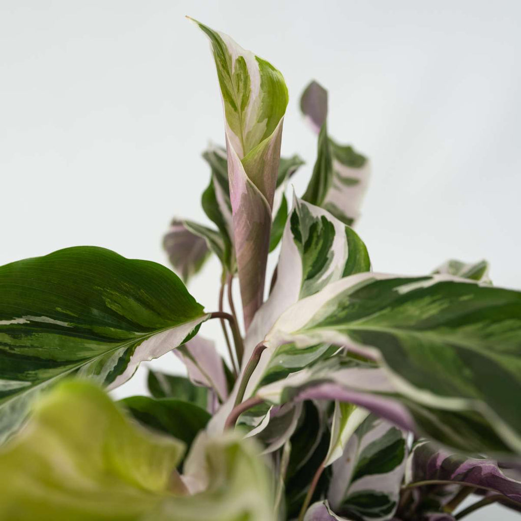 Calatea - 2 buc - Calathea Lietzei 'White Fusion' - Înălţime 30-40cm - ⌀14cm