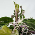 Calatea - 2 buc - Calathea Lietzei 'White Fusion' - Înălţime 30-40cm - ⌀14cm