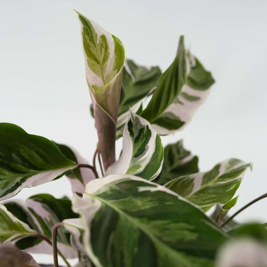 Calatea - 2 buc - Calathea Lietzei 'White Fusion' - Înălţime 30-40cm - ⌀14cm