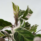Calatea - 2 buc - Calathea Lietzei 'White Fusion' - Înălţime 30-40cm - ⌀14cm