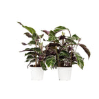Calatea - 2 buc - Calathea Lietzei 'White Fusion' - Înălţime 30-40cm - ⌀14cm
