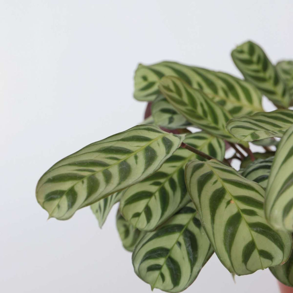 Planta de rugăciune - Ctenanthe 'burle-marxii' - Înălţime 30-40cm - ⌀14cm