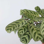 Planta de rugăciune - 2 buc - Ctenanthe 'burle-marxii' - În. 30-40cm - ⌀14cm