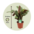 Planta de rugăciune - 2 buc - Ctenanthe 'burle-marxii' - În. 30-40cm - ⌀14cm
