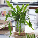 Cactusul orhidee - Epiphyllum 'Anguliger' - Înălţime 30-40cm - ⌀15cm