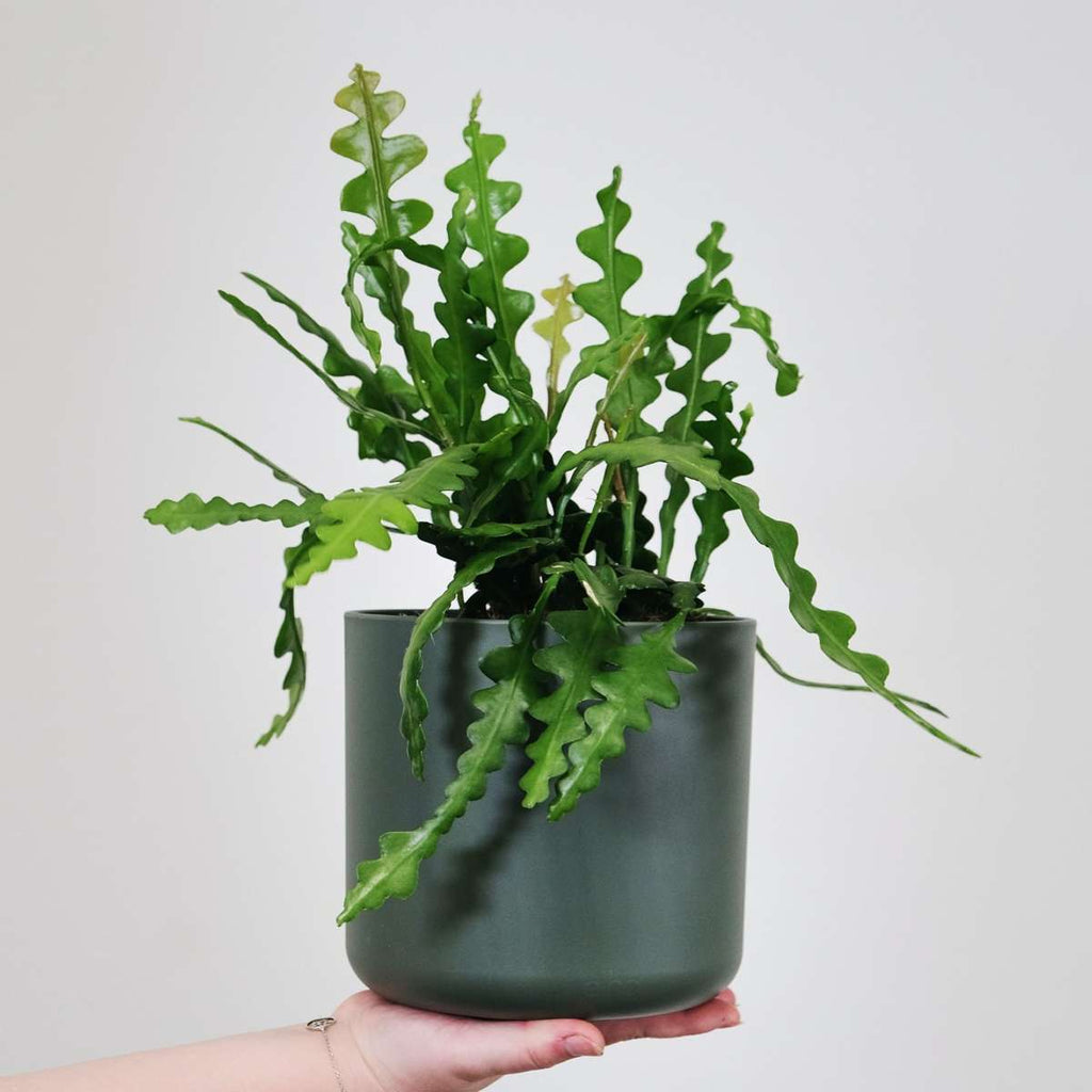 Cactusul orhidee - Epiphyllum 'Anguliger' - Înălţime 30-40cm - ⌀15cm