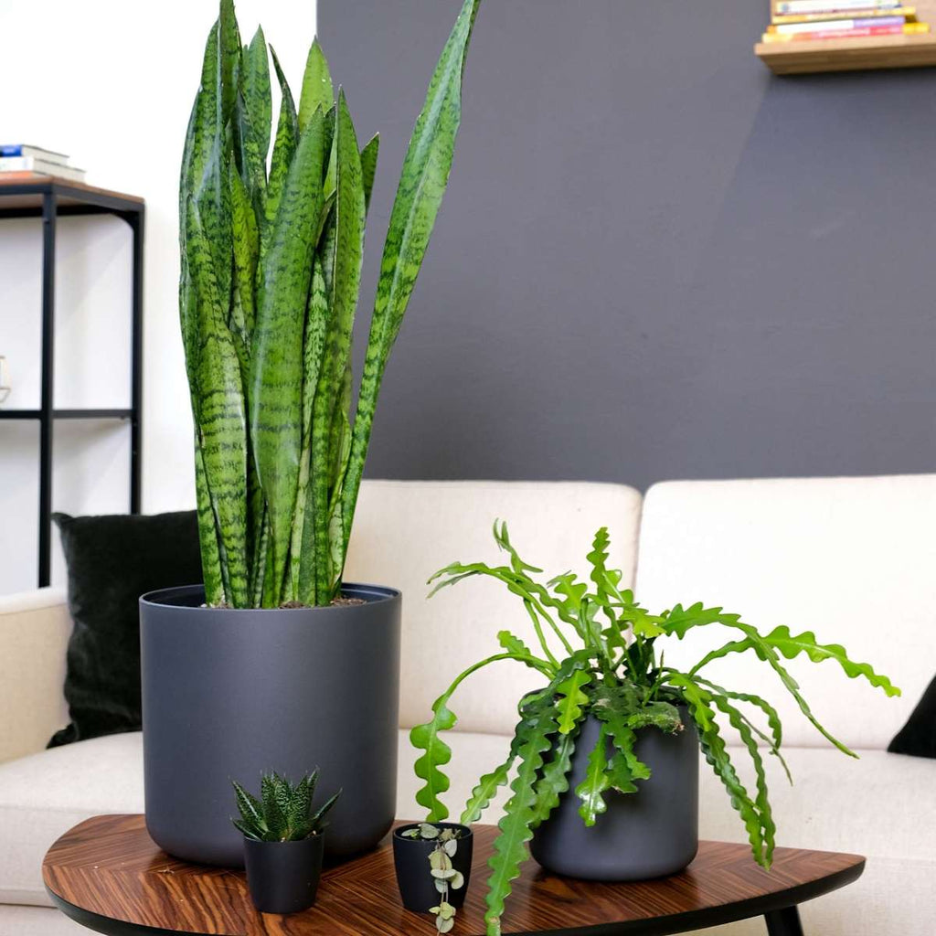 Cactusul orhidee - 2 buc - Epiphyllum 'Anguliger' - Înălţime 30-40cm - ⌀15cm