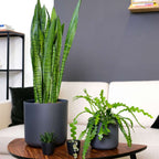 Cactusul orhidee - 2 buc - Epiphyllum 'Anguliger' - Înălţime 30-40cm - ⌀15cm