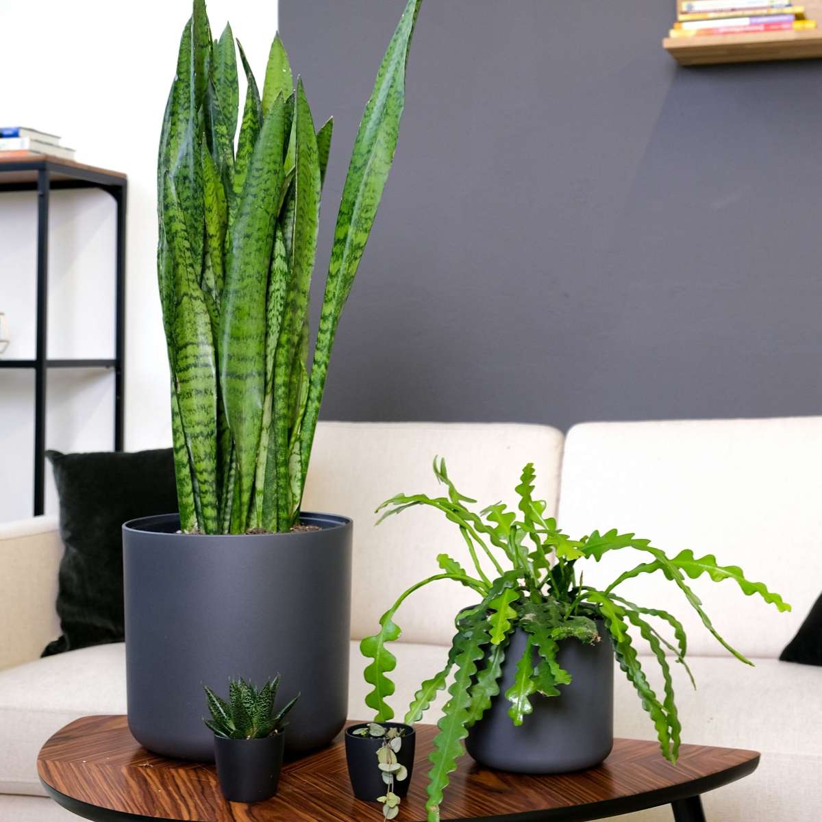 Cactusul orhidee - 2 buc - Epiphyllum 'Anguliger' - Înălţime 30-40cm - ⌀15cm