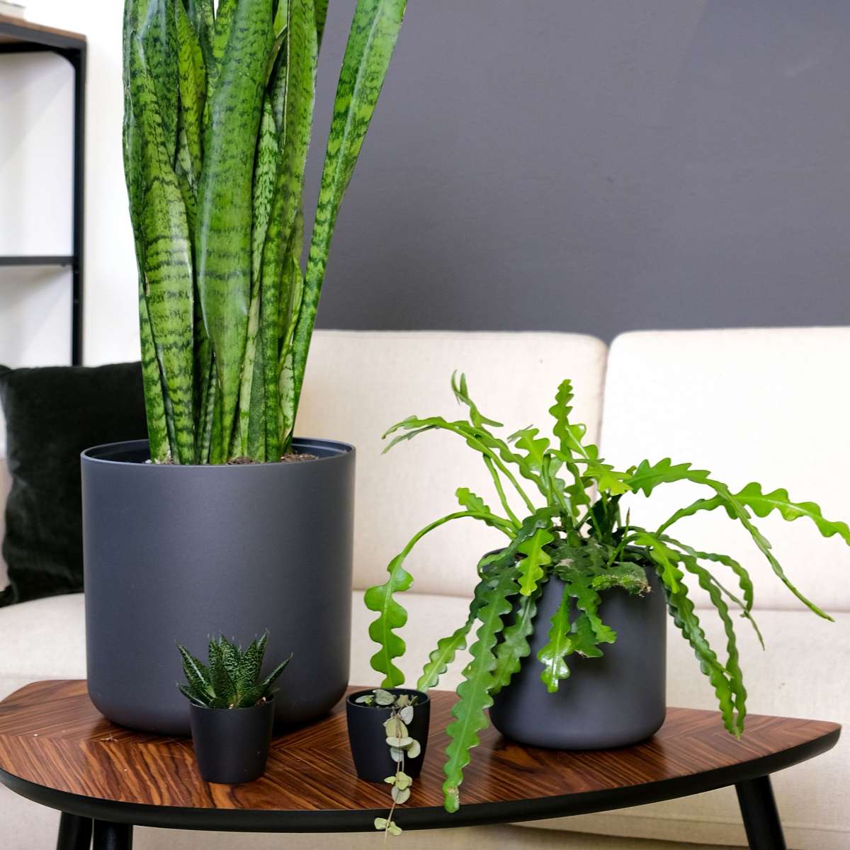 Cactusul orhidee - Epiphyllum 'Anguliger' - Înălţime 30-40cm - ⌀15cm