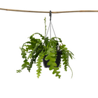 Cactusul orhidee - Epiphyllum 'Anguliger' - Înălţime 30-40cm - ⌀15cm