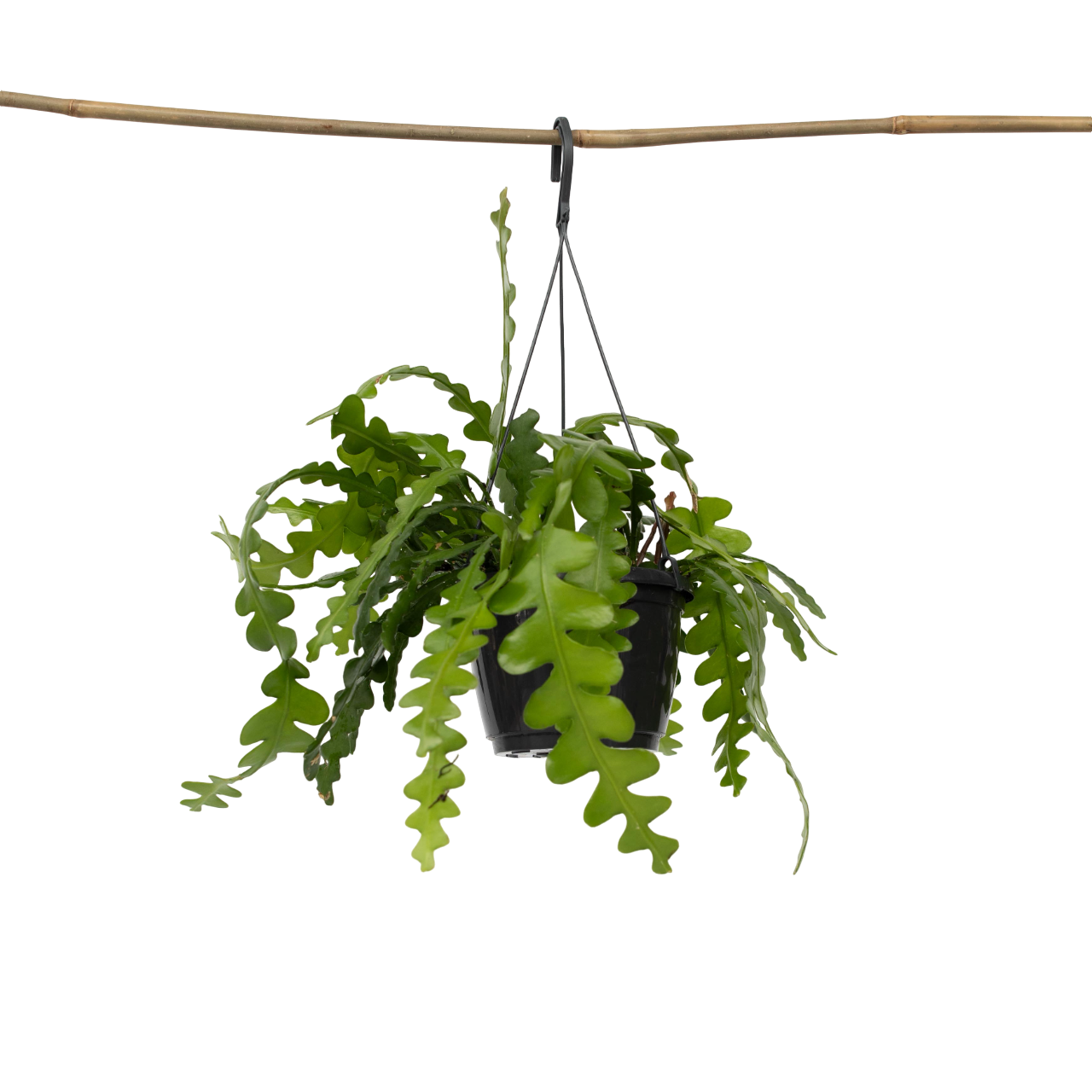 Cactusul orhidee - Epiphyllum 'Anguliger' - Înălţime 30-40cm - ⌀15cm