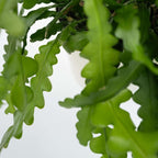 Cactusul orhidee - 2 buc - Epiphyllum 'Anguliger' - Înălţime 30-40cm - ⌀15cm