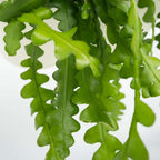 Cactusul orhidee - 2 buc - Epiphyllum 'Anguliger' - Înălţime 30-40cm - ⌀15cm