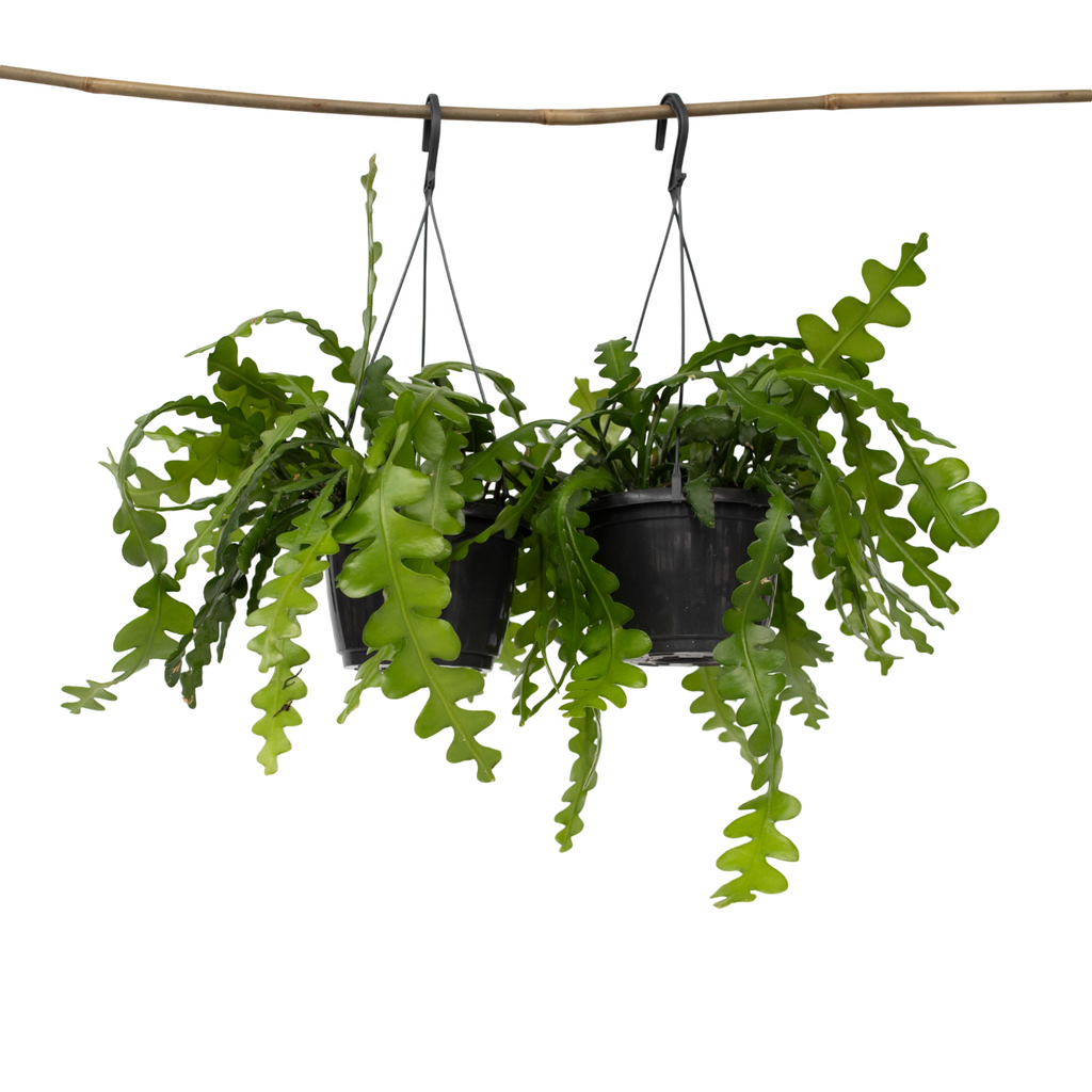 Cactusul orhidee - 2 buc - Epiphyllum 'Anguliger' - Înălţime 30-40cm - ⌀15cm