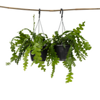 Cactusul orhidee - 2 buc - Epiphyllum 'Anguliger' - Înălţime 30-40cm - ⌀15cm