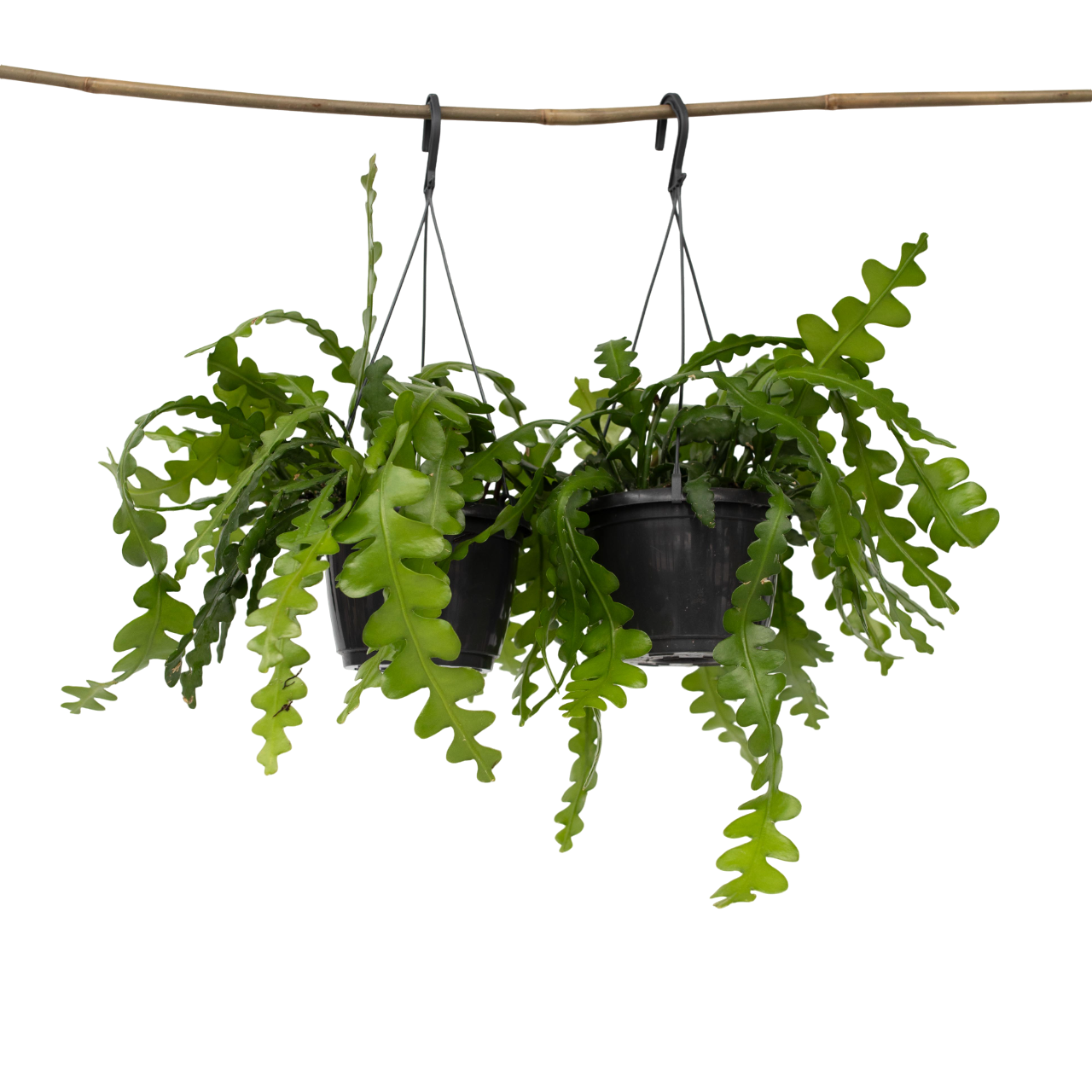 Cactusul orhidee - 2 buc - Epiphyllum 'Anguliger' - Înălţime 30-40cm - ⌀15cm