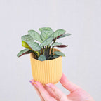 Planta de rugăciune - 2 buc - Ctenanthe Burle-Marxii - Înălţime 25-35cm - ⌀14cm