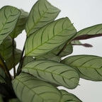 Planta de rugăciune - 2 buc - Ctenanthe Burle-Marxii - Înălţime 25-35cm - ⌀14cm