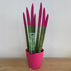 Sanseviera cilindrică - Sansevieria cylindrica - Înălţime 20-40cm - ⌀9cm