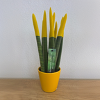Sanseviera cilindrică - Sansevieria cylindrica - Înălţime 20-40cm - ⌀9cm