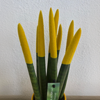 Sanseviera cilindrică - Sansevieria cylindrica - Înălţime 20-40cm - ⌀9cm