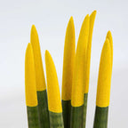 Sanseviera cilindrică - Sansevieria cylindrica - Înălţime 20-40cm - ⌀9cm