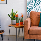 Sanseviera cilindrică - Sansevieria cylindrica - Înălţime 20-40cm - ⌀9cm