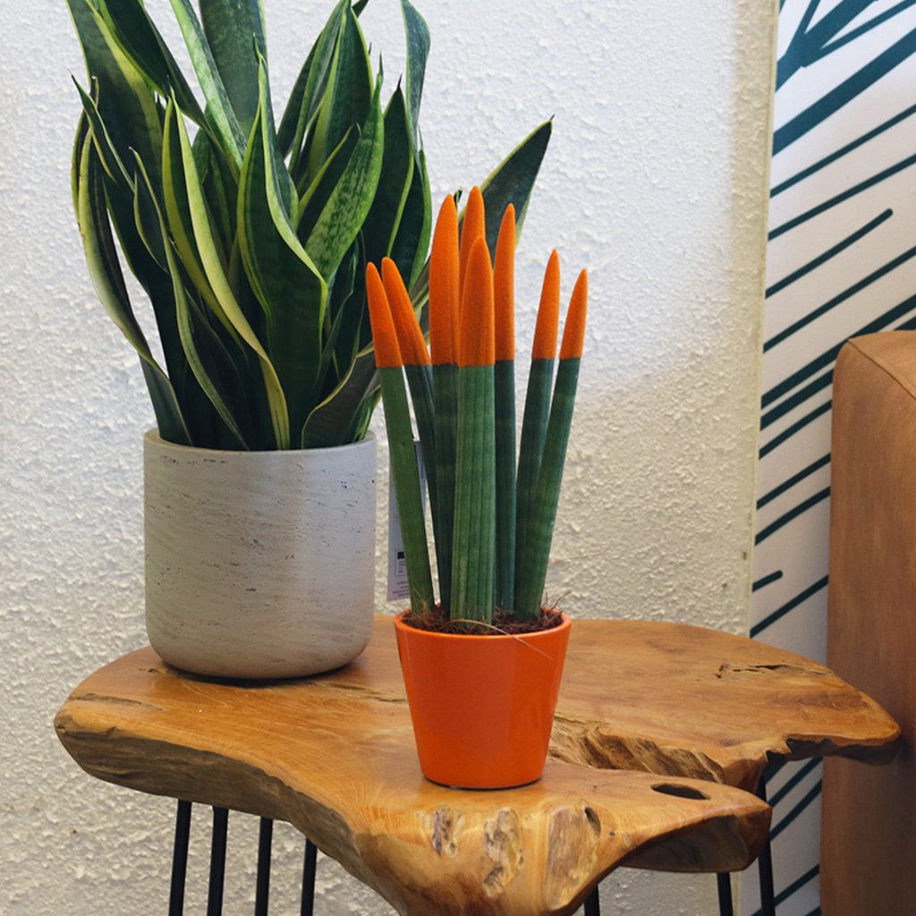 Sanseviera cilindrică - Sansevieria cylindrica - Înălţime 20-40cm - ⌀9cm