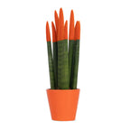 Sanseviera cilindrică - Sansevieria cylindrica - Înălţime 20-40cm - ⌀9cm